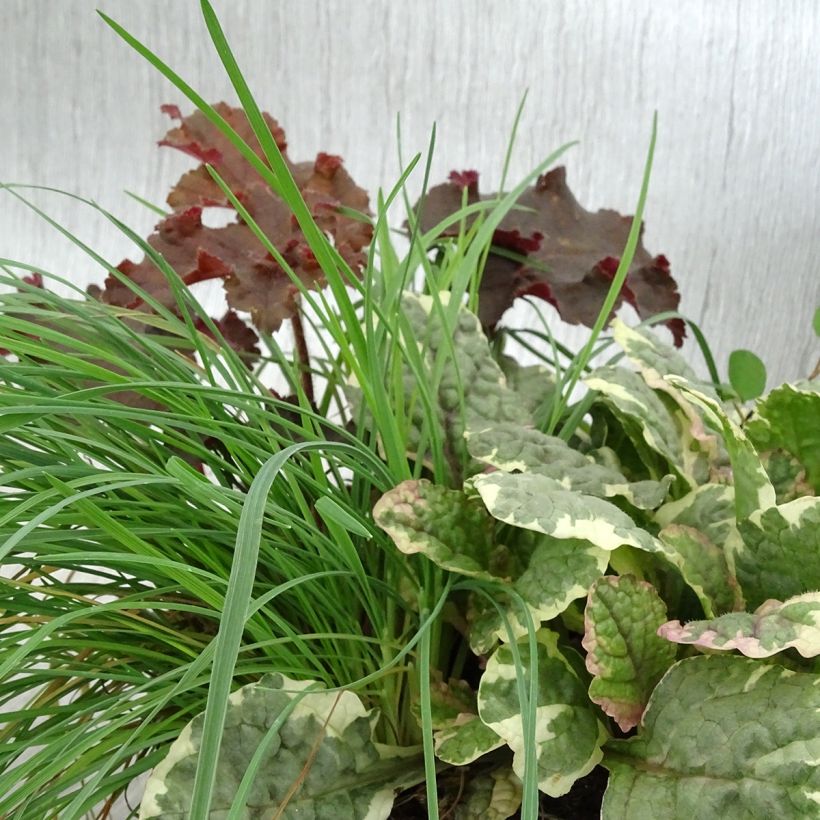 Composizione Sunkissed - composizione di 4 piante (Fogliame)