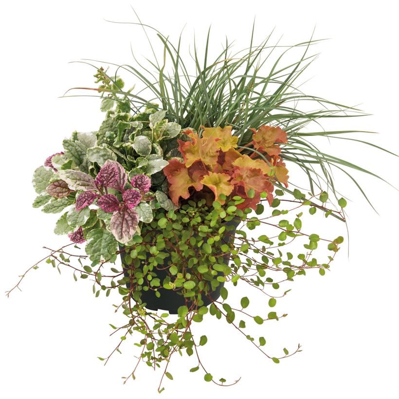 Composizione Sunkissed - composizione di 4 piante (Porto)