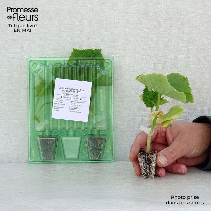 Cetriolo Gynial F1 (piante innestate) mini zolla... esemplare consegnato in primavera