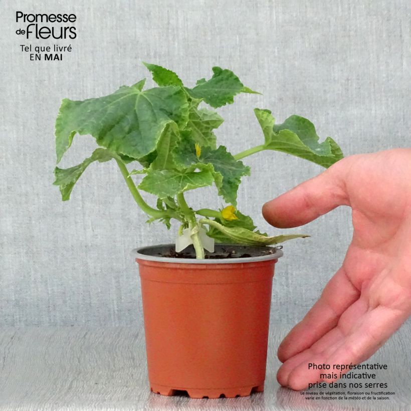Cetriolo Gynial F1 (piante innestate) Vaso da Ø 10 cm/11 cm esemplare consegnato in primavera