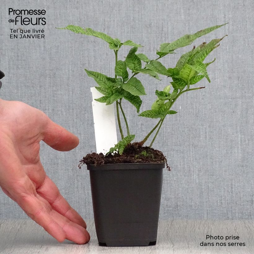 Coniogramme emeiensis - Felce Vasetto da 8/9 cm esemplare consegnato in inverno