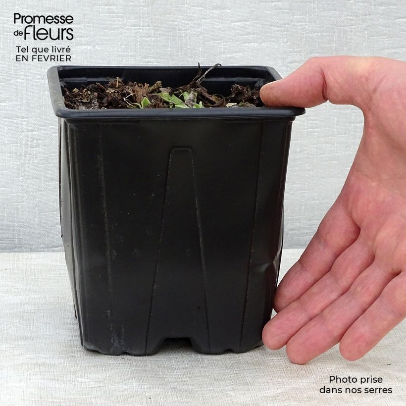 Symphytum azureum - Consolida blu Vaso da 2L/3L esemplare consegnato in inverno