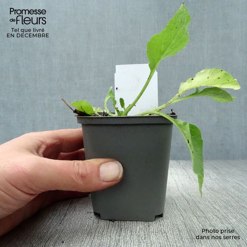 Symphytum grandiflorum Hidcote Blue - Consolida a grandi fiori Vasetto da 8/9 cm esemplare consegnato in inverno