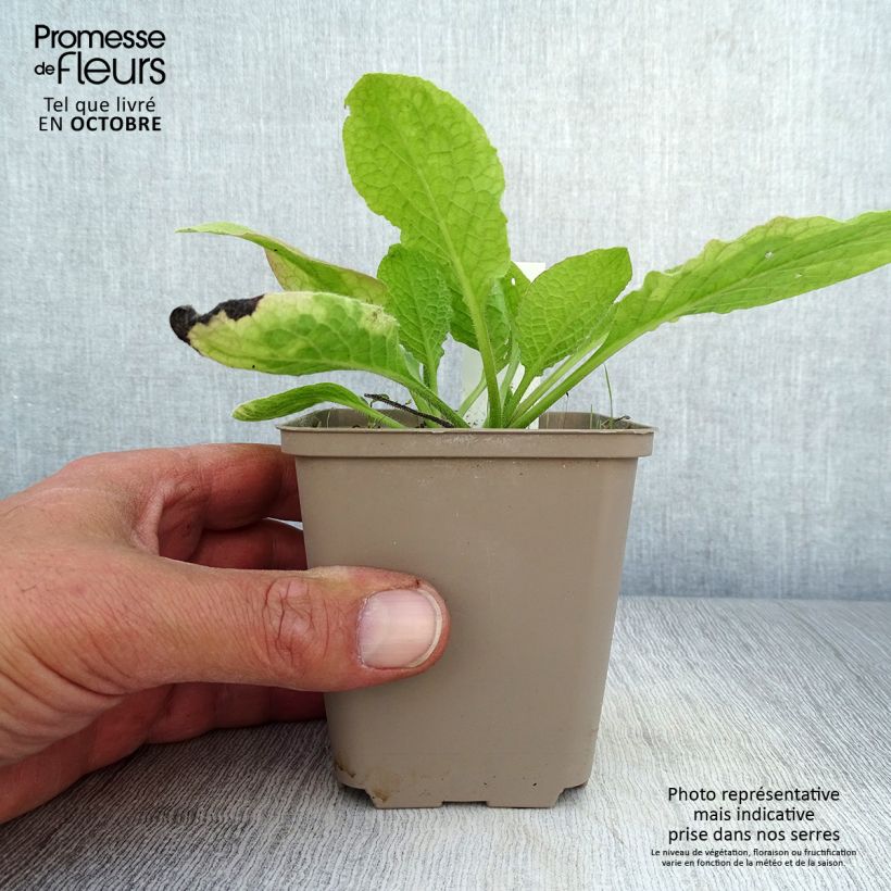 Esemplare di Symphytum grandiflorum Sky Blue Pink - Consolida a grandi fiori Vasetto da 8/9 cm come consegnato in autunno
