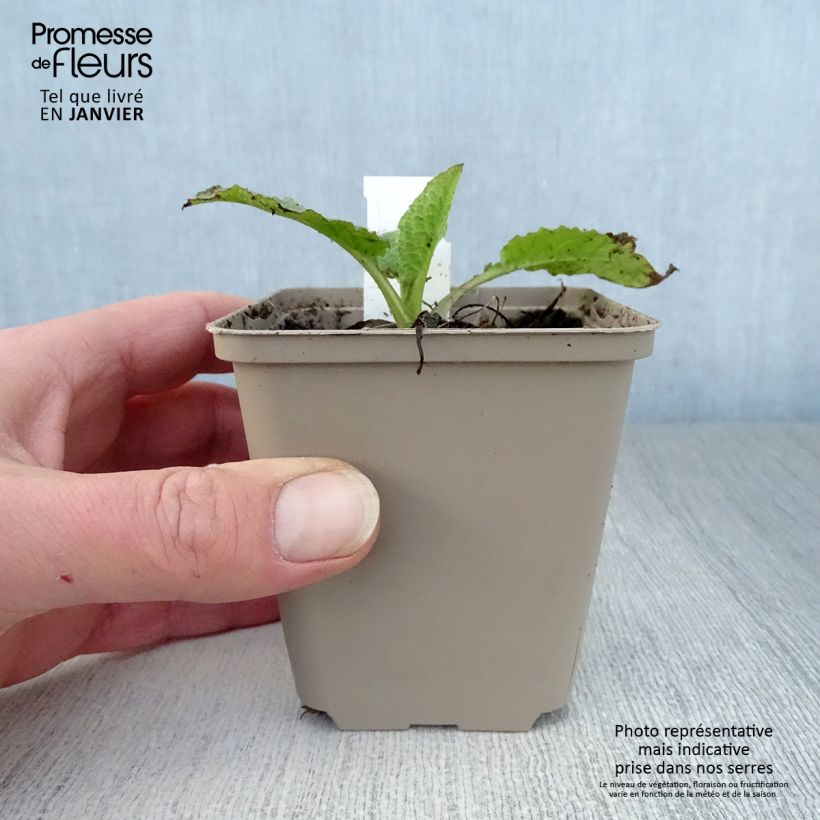 Symphytum grandiflorum Sky Blue Pink - Consolida a grandi fiori Vasetto da 8/9 cm esemplare consegnato in inverno