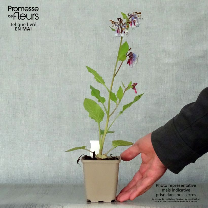 Symphytum grandiflorum Sky Blue Pink - Consolida a grandi fiori Vasetto da 8/9 cm esemplare consegnato in primavera