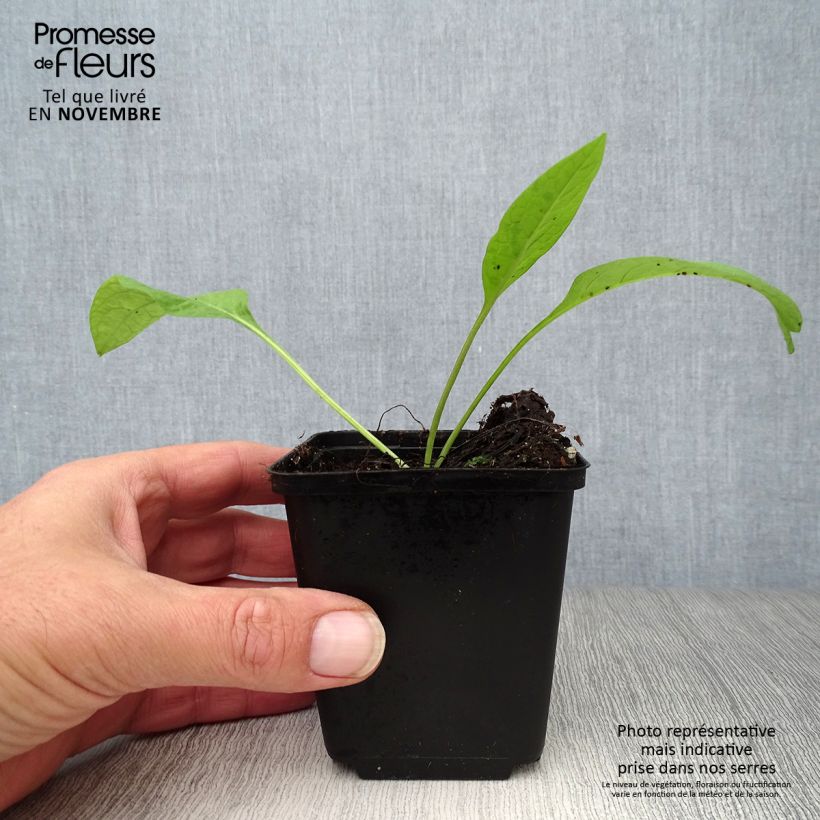 Esemplare di Symphytum officinale (piante) - Consolida maggiore Vasetto da 8/9 cm come consegnato in autunno