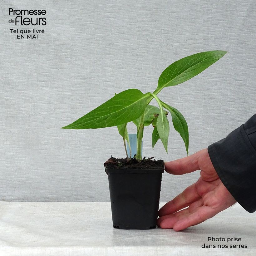 Symphytum officinale (piante) - Consolida maggiore Vasetto da 8/9 cm esemplare consegnato in primavera