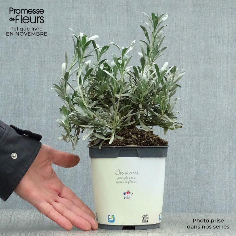 Esemplare di Convolvulus cneorum - Convolvolo bianco Vaso da 2L/3L come consegnato in autunno