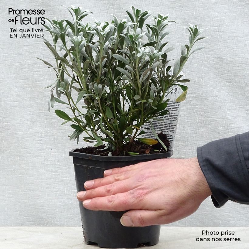 Convolvulus cneorum - Convolvolo bianco Vaso da 2L/3L esemplare consegnato in inverno