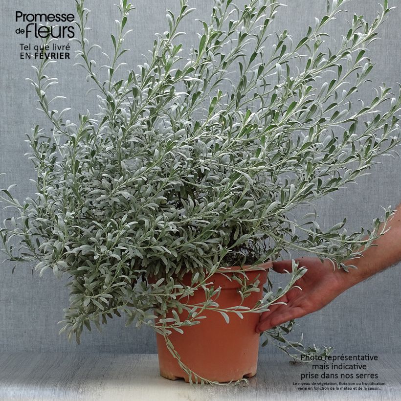 Esemplare di Convolvulus cneorum - Convolvolo bianco Vaso da 7,5L/10L come consegnato in autunno