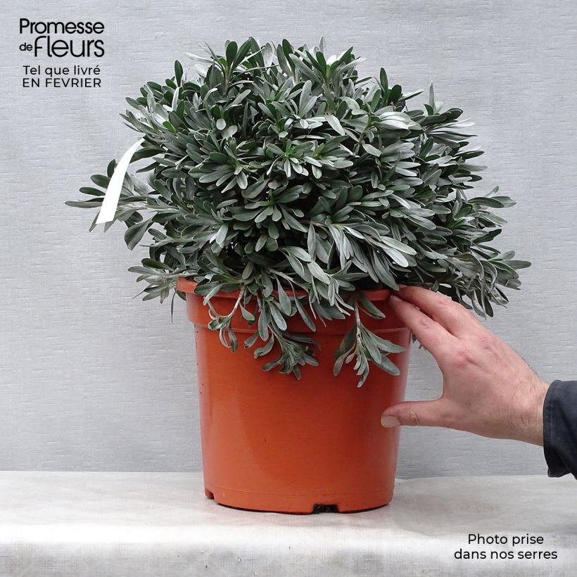 Convolvulus cneorum - Convolvolo bianco Vaso da 7,5L/10L esemplare consegnato in inverno