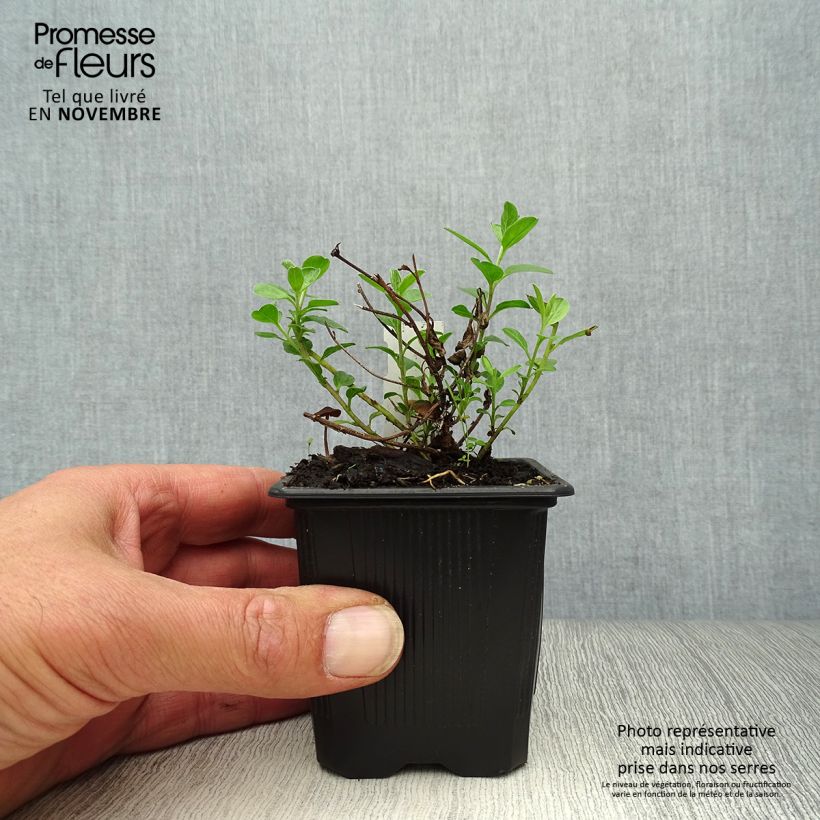 Esemplare di Convolvulus sabatius - Convolvolo Vasetto da 8/9 cm come consegnato in autunno