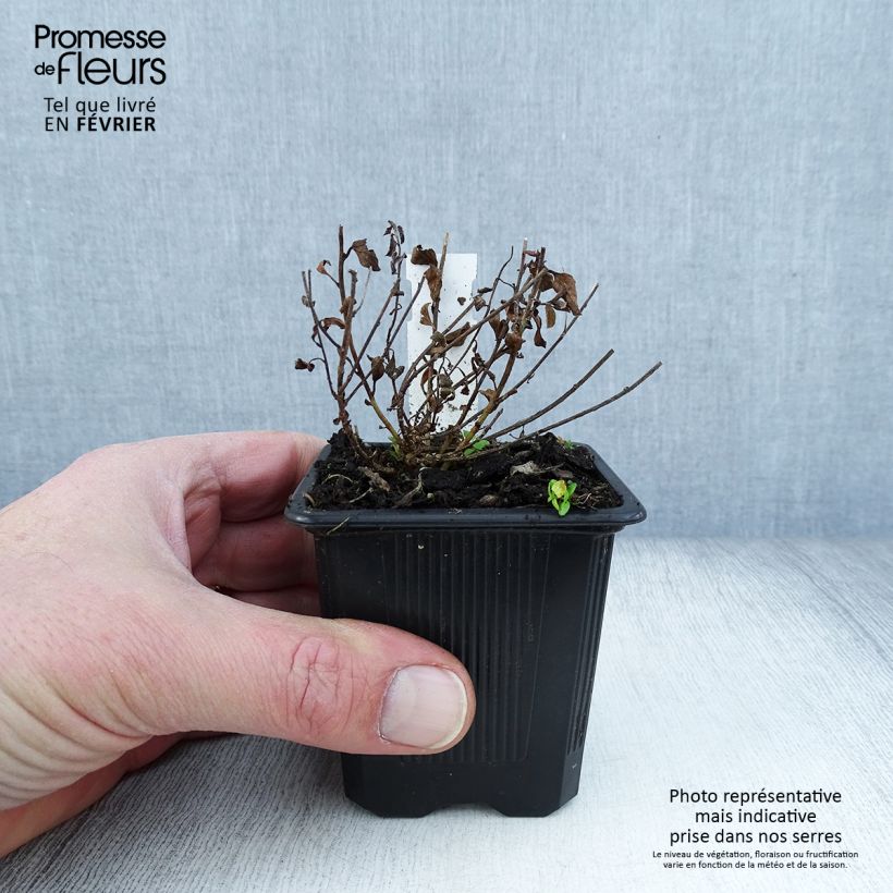 Convolvulus sabatius - Convolvolo Vasetto da 8/9 cm esemplare consegnato in inverno