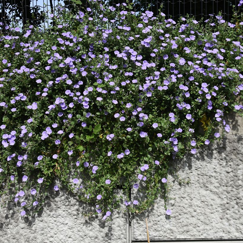 Convolvulus sabatius - Convolvolo (Porto)