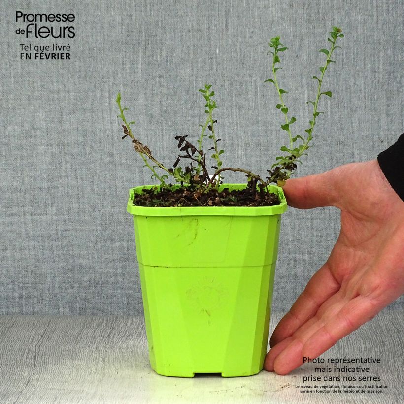 Convolvulus sabatius Maroccan Beauty - Convolvolo Vaso da 1L/1,5L esemplare consegnato in inverno