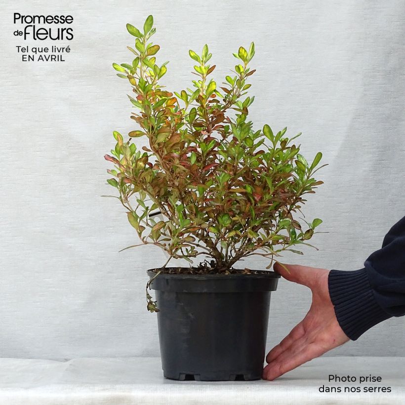 Coprosma Evening Glow - Pianta specchio Vaso da 2L/3L esemplare consegnato in primavera