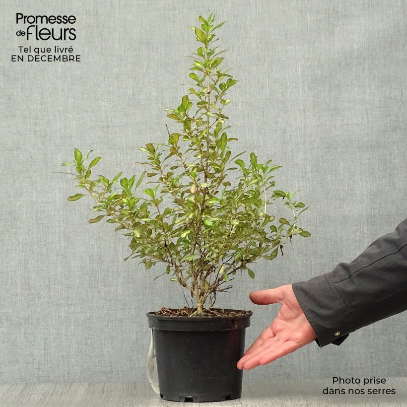 Coprosma Evening Glow - Pianta specchio Vaso da 2L/3L esemplare consegnato in inverno