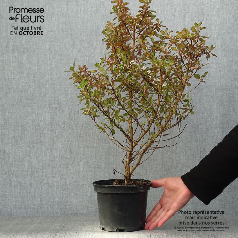 Esemplare di Coprosma Evening Glow - Pianta specchio Vaso da 2L/3L come consegnato in autunno