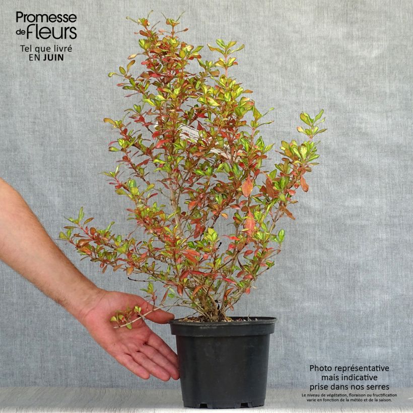 Esemplare di Coprosma Evening Glow - Pianta specchio Vaso da 2L/3L consegnato in estate