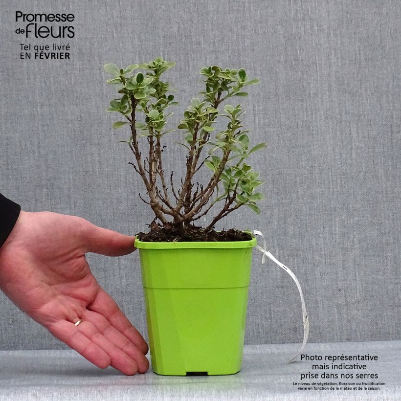 Coprosma Mini Mac - Pianta specchio Vaso da 3L/4L esemplare consegnato in inverno