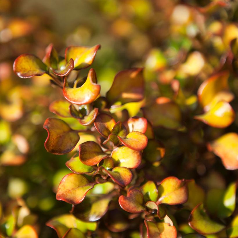 Coprosma robusta Pina colada - Pianta specchio (Fogliame)
