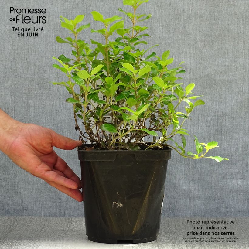 Esemplare di Coprosma robusta Pina colada - Pianta specchio Vaso da 3L/4L consegnato in estate