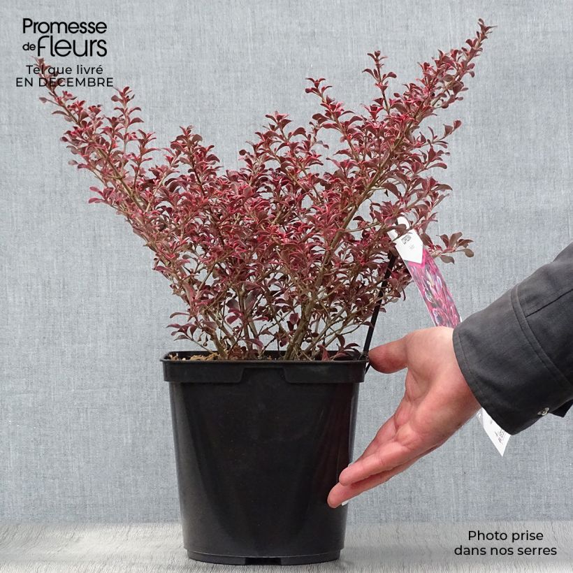 Coprosma repens Fire Burst - Pianta specchio Vaso da 3L/4L esemplare consegnato in inverno