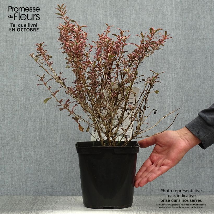 Esemplare di Coprosma repens Fire Burst - Pianta specchio Vaso da 3L/4L come consegnato in autunno