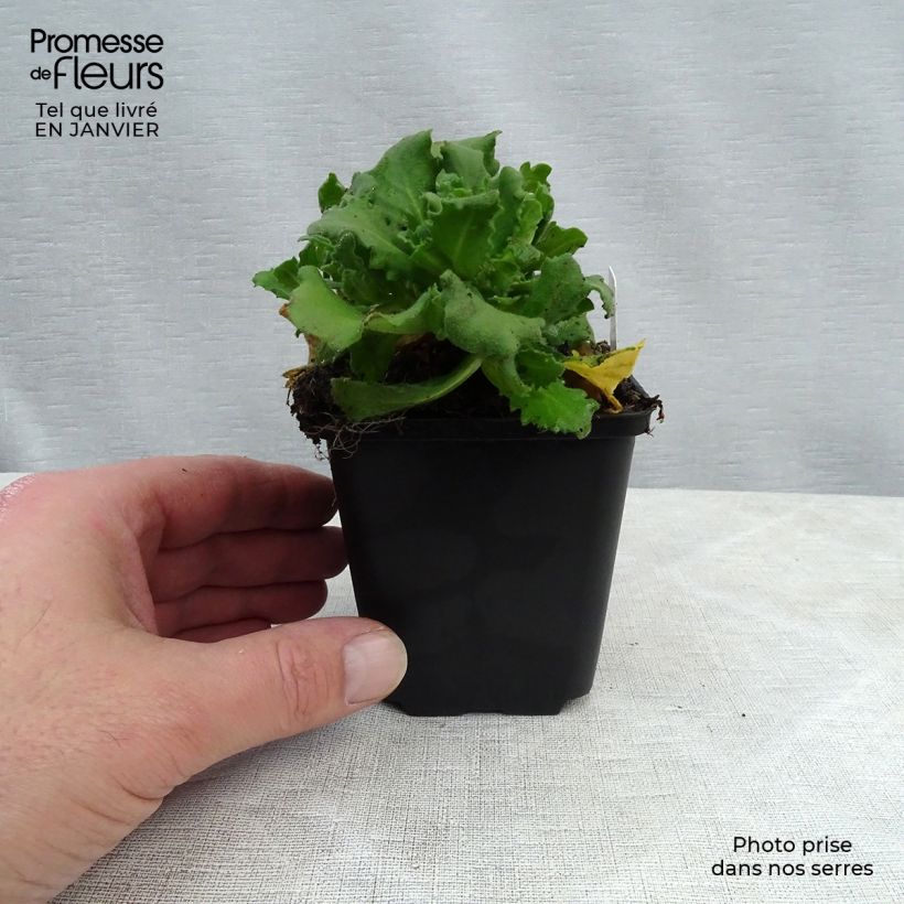 Arabis caucasica Bakkely Vasetto da 8/9 cm esemplare consegnato in inverno