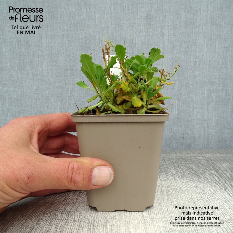 Arabis caucasica Bakkely Vasetto da 8/9 cm esemplare consegnato in primavera