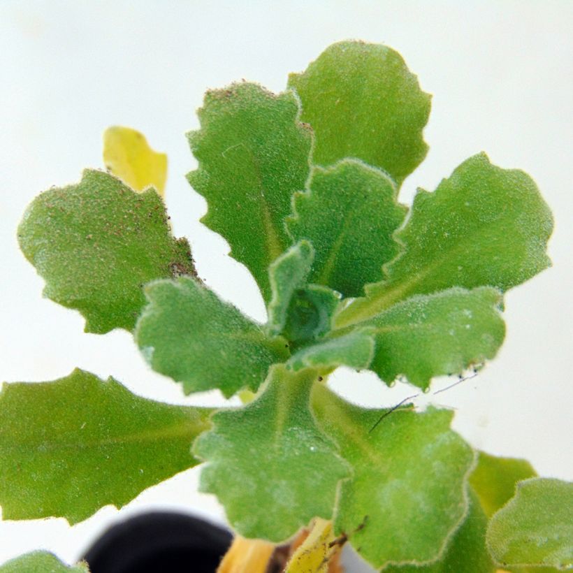 Arabis caucasica Bakkely (Fogliame)
