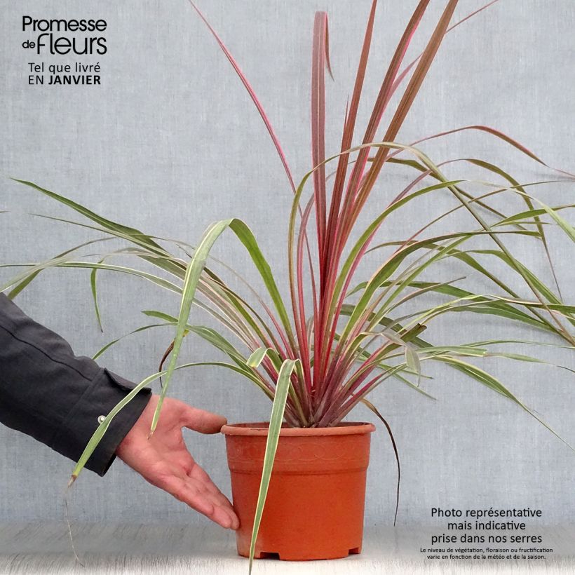 Cordyline banksii Can Can - Cordiline Vaso da 2L/3L esemplare consegnato in inverno