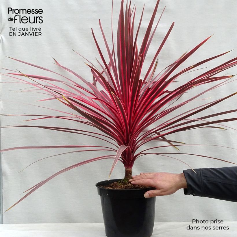 Cordyline australis Charlie boy - Cordiline Vaso da 4L/5L esemplare consegnato in inverno