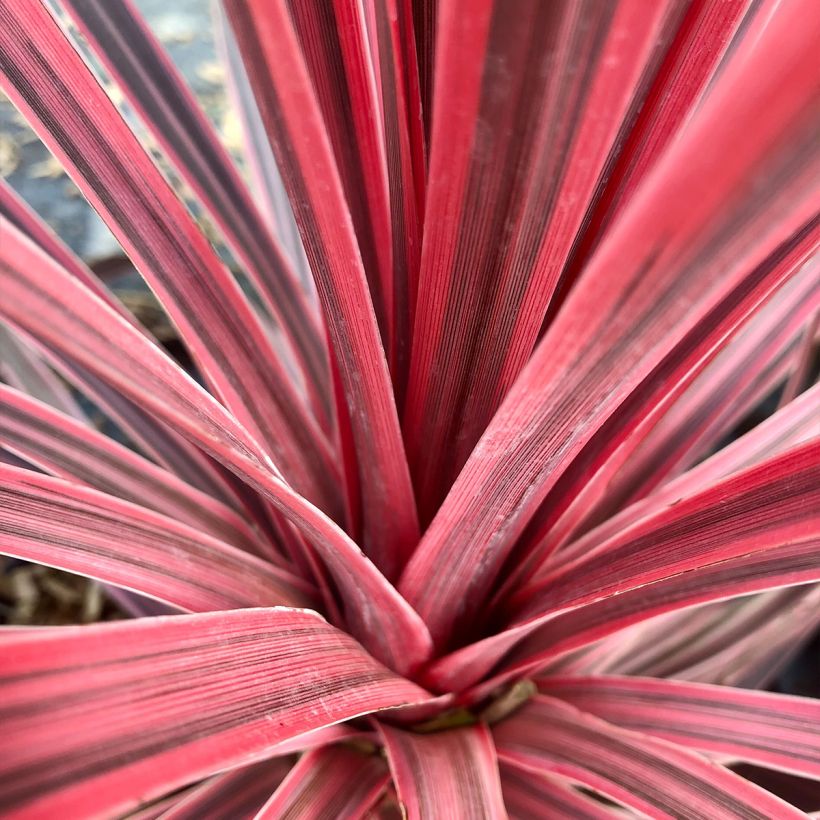Cordyline australis Charlie boy - Cordiline (Fogliame)