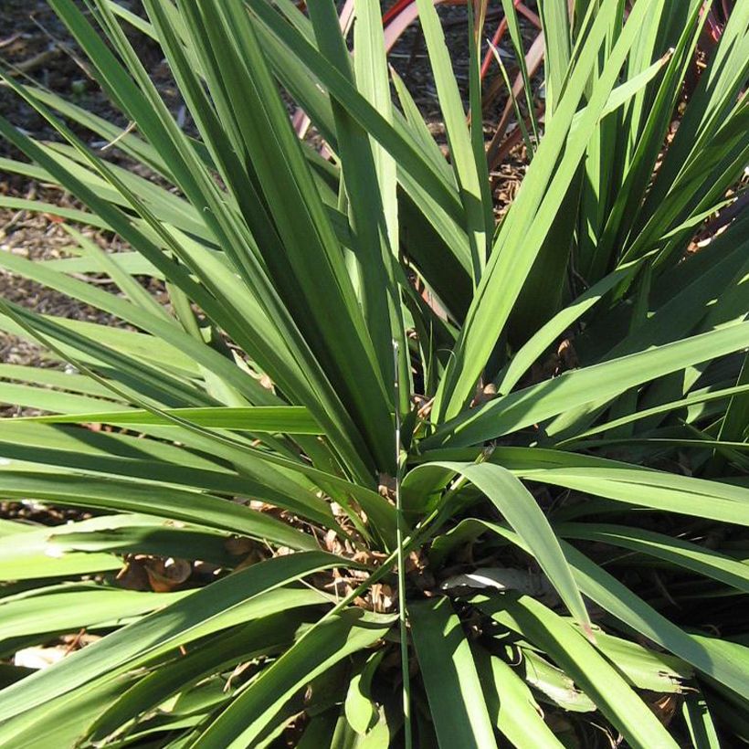 Cordyline australis Ti Tawhiti - Cordiline (Fogliame)