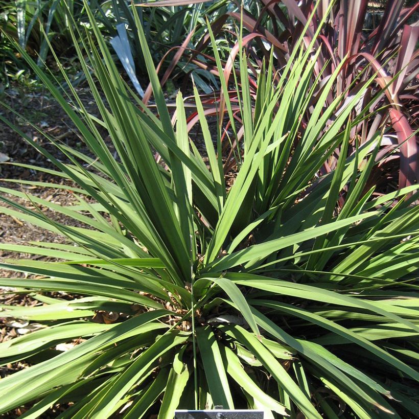 Cordyline australis Ti Tawhiti - Cordiline (Porto)