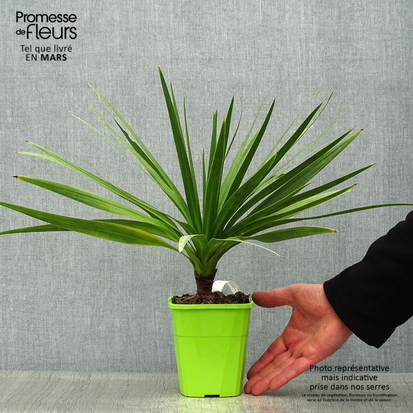 Cordyline australis Ti Tawhiti - Cordiline Vaso da 1L/1,5L esemplare consegnato in primavera
