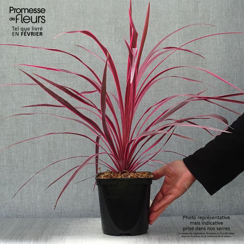 Esemplare di Cordyline australis Cherry Sensation - Cordiline Vaso da 2L/3L come consegnato in autunno