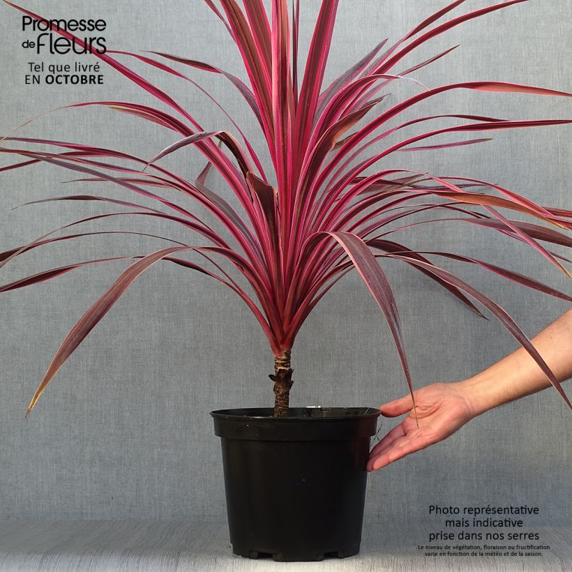 Esemplare di Cordyline australis Cherry Sensation - Cordiline Vaso da 6L/7L come consegnato in autunno
