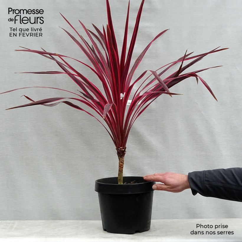 Cordyline australis Cherry Sensation - Cordiline Vaso da 6L/7L esemplare consegnato in inverno
