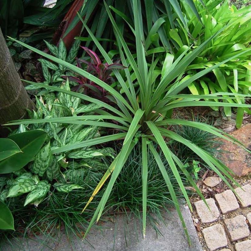 Cordyline australis Peko - Cordiline (Porto)