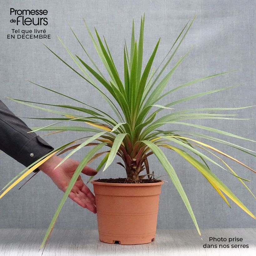 Cordyline australis Peko - Cordiline Vaso da 3L/4L esemplare consegnato in inverno