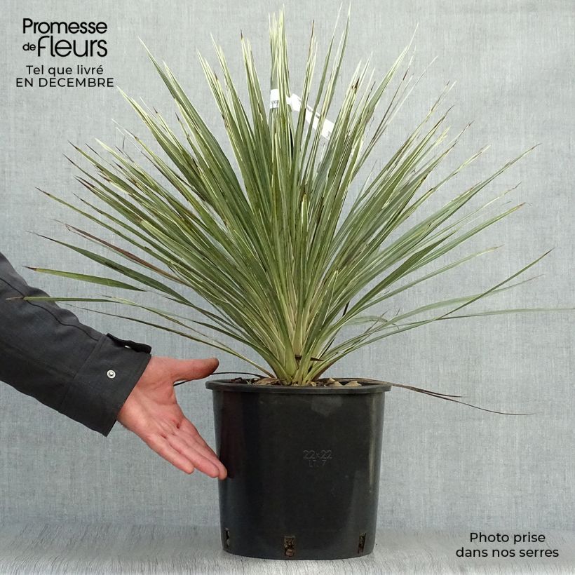 Cordyline australis Pink Champagne - Cordiline Vaso da 3L/4L esemplare consegnato in inverno