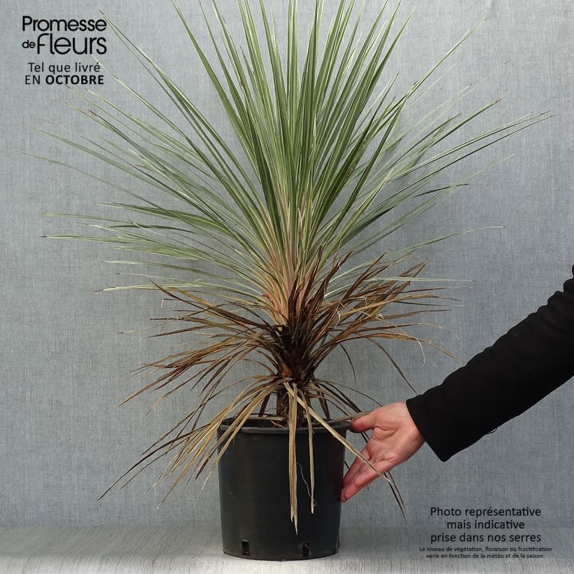 Esemplare di Cordyline australis Pink Champagne - Cordiline Vaso da 3L/4L come consegnato in autunno