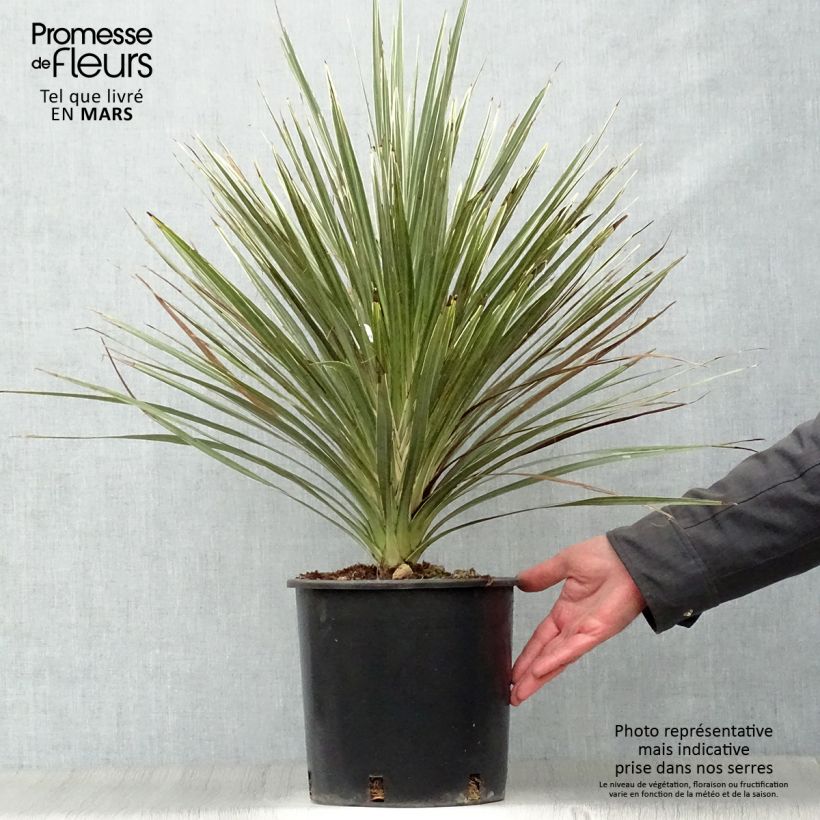 Cordyline australis Pink Champagne - Cordiline Vaso da 3L/4L esemplare consegnato in primavera