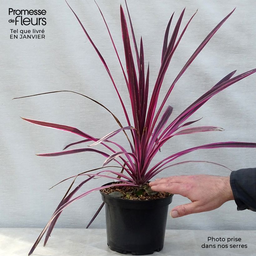 Cordyline australis Pink passion - Cordiline Vaso da 2L/3L esemplare consegnato in inverno