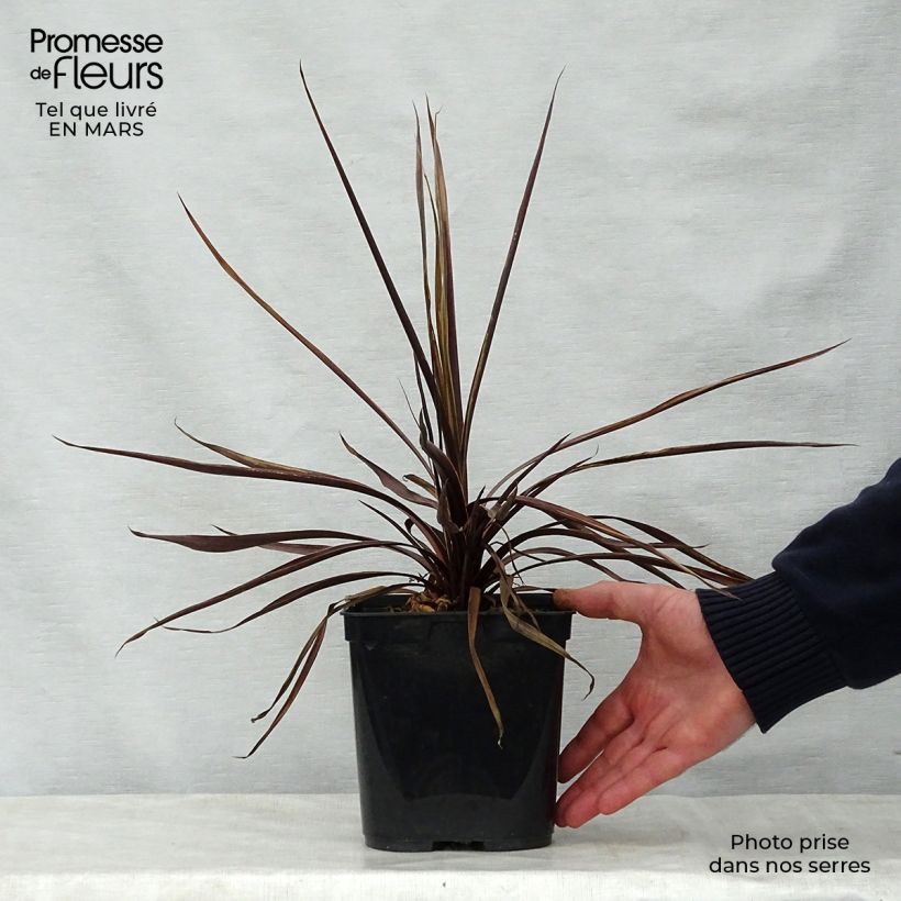 Cordyline australis Red Star - Cordiline Vaso da 2L/3L esemplare consegnato in primavera