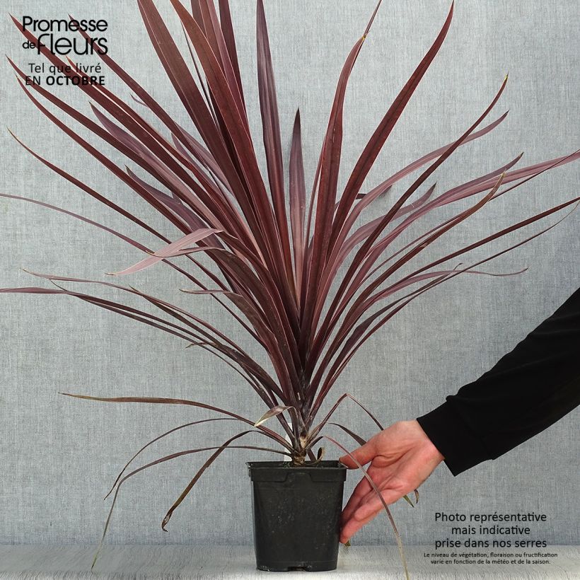 Esemplare di Cordyline australis Red Star - Cordiline Vaso da 2L/3L come consegnato in autunno