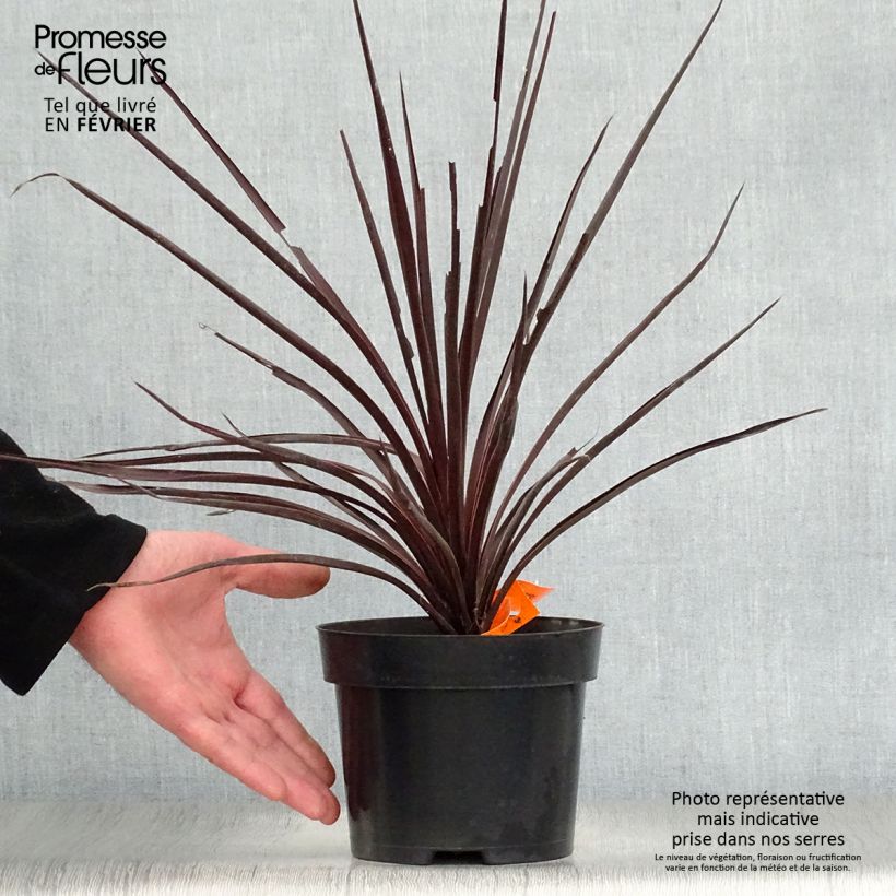 Cordyline australis Red Star - Cordiline Vaso da 2L/3L esemplare consegnato in inverno